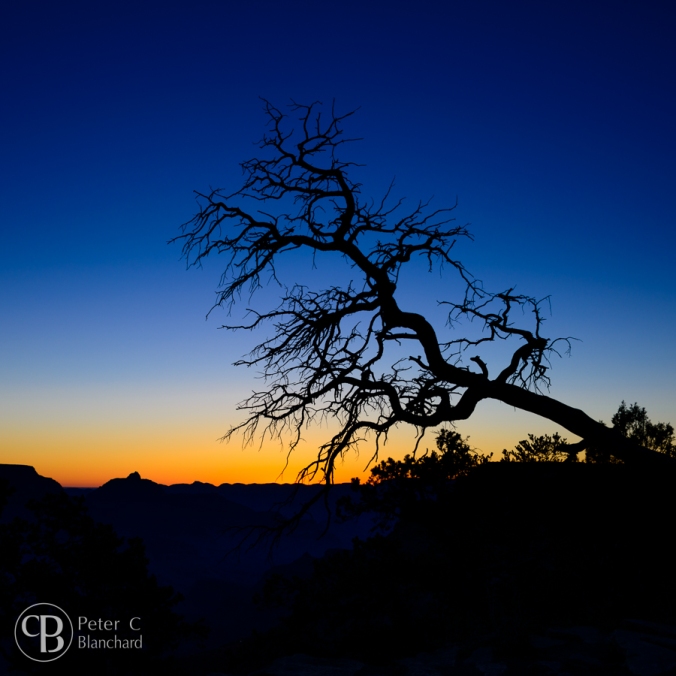 Pre-dawn silhouette of a tree as the sun just begins to lighten the sky over the Grand Canyon.